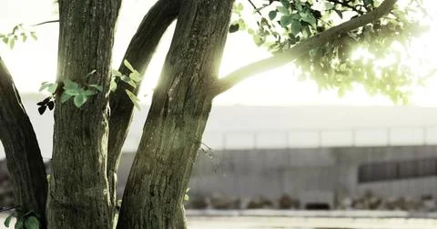 Sunlight filters through the leaves of a tree near a concrete structure Ilustração Stock