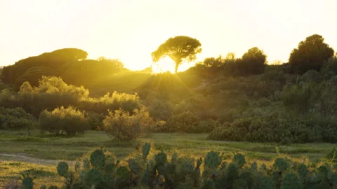 Sunlight filters through a lone tree on a grassy hillside surrounded by shrubs a Stock Footage 305481147