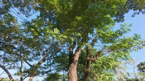 Sunlight filters through the lush canopy of a towering tree Stock Footage 322766904