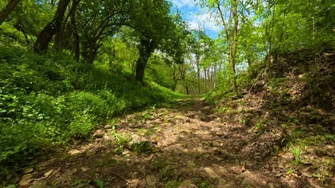 Sunlight filters through lush canopy. Gradac River, Serbia Stock Footage 335073757
