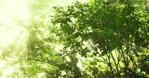 Sunlight filters through lush green foliage in a serene forest setting 스톡 동영상 321437553