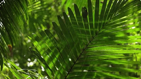 Sunlight filters through lush green palm leaves, casting vibrant patterns and Stock Footage 330377007