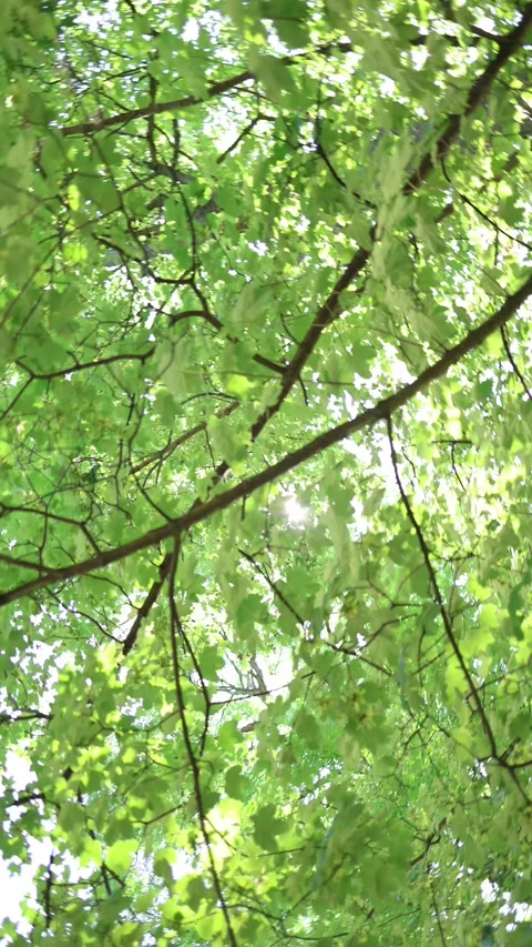 Sunlight filters through lush green leaves in a peaceful summer tree canopy Видео 341476851
