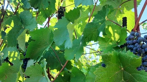 Sunlight filters through lush green grape leaves and clusters of ripe grapes Stock Footage 343440522
