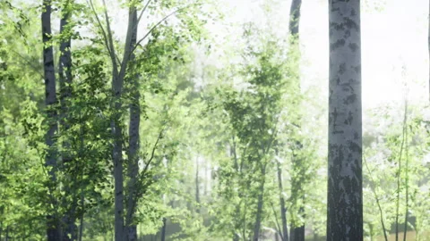 Sunlight Filters Through Lush Green Trees in a Serene Forest Setting Stock Footage 344909825