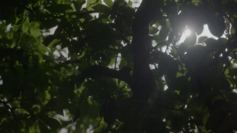 Sunlight filters through lush green leaves and tree branches in a Moroccan Stock Footage 345730474