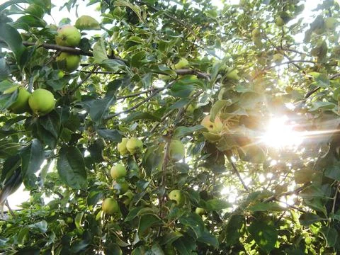 Sunlight filters through lush green leaves, illuminating a vibrant apple tree Stock Photos
