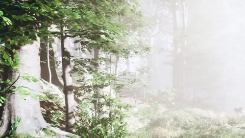 Sunlight Filters Through Lush Trees in a Serene Forest Setting Stock Footage 344906882