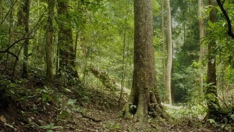 Sunlight filters through a lush tropical forest, illuminating tall tree tru.. Stock Footage 345021397
