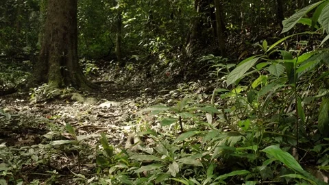 Sunlight filters through a lush tropical forest, illuminating dense underst.. Stock Footage 345021474