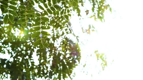 Sunlight filters through a moving tree branch, illuminating the leaves with a cl Stock Footage 321861651