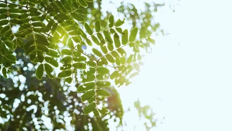 Sunlight filters through a moving tree branch, illuminating the leaves with a cl Stock Footage 321861652