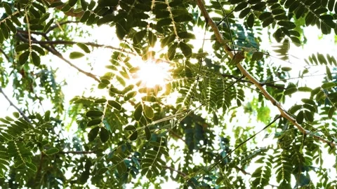 Sunlight filters through a moving tree branch, illuminating the leaves with a cl Stock Footage 321861665
