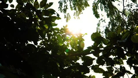 Sunlight filters through a moving tree branch, illuminating the leaves with a cl Stock Footage 321861710