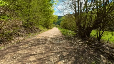 Sunlight filters through new green leaves. Near Tupavica Waterfall, Serbia Stock Footage 335532324