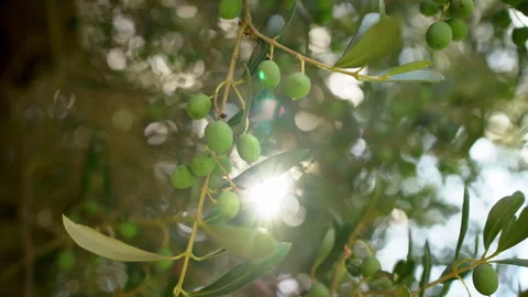 Sunlight Filters Through Olive Branches and Green Olives Video stock 343907302