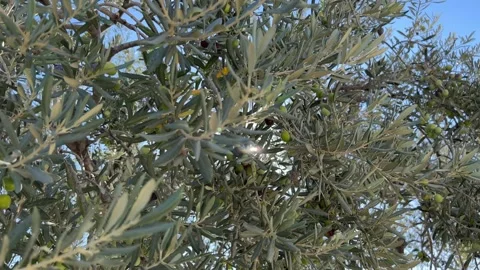 Sunlight filters through olive tree leaves, illuminating the sky Stock Footage 267227458