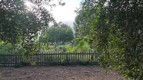 Sunlight filters through olive tree branches over a rustic wooden fence Stock Footage 337686612