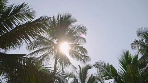 Sunlight filters through palm canopy, highlighting serene beach ambience. Flares 스톡 동영상 261510996