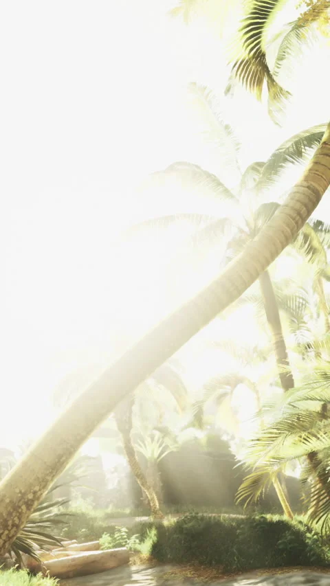 Sunlight filters through palm trees in a tropical paradise during midday Vídeo Stock 327262693