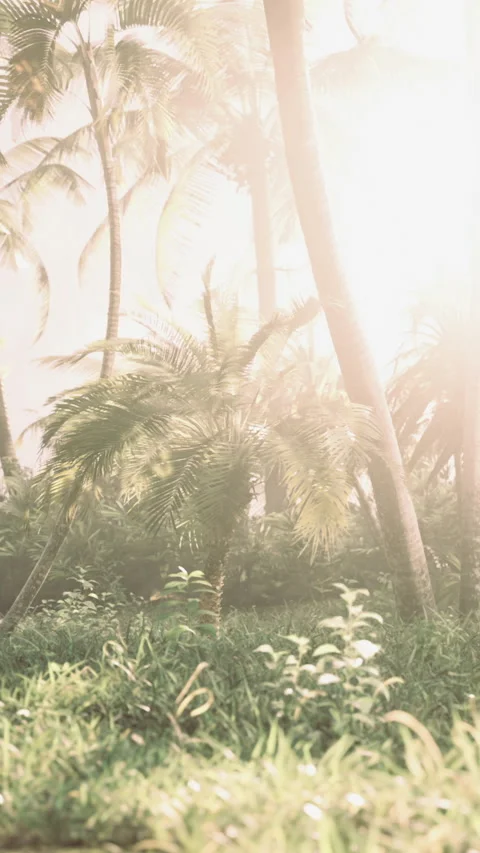 Sunlight filters through palm trees in a lush tropical paradise Vídeo Stock 329172882