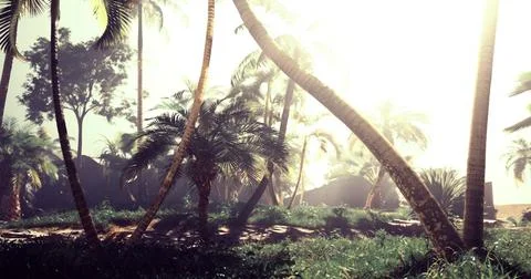 Sunlight filters through palm trees in a tropical landscape at dawn Stock Illustration