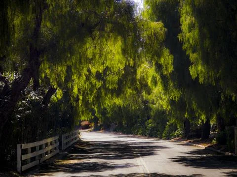 Sunlight filters through pepper trees lining a quiet country road Fotos de archivo