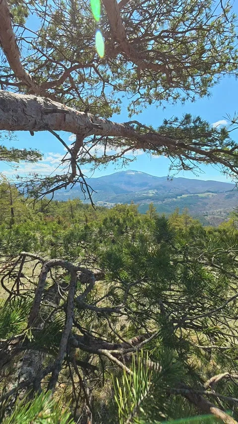 Sunlight filters through pine branches. Balkan, Eastern Europe, POV Video stock 333638596