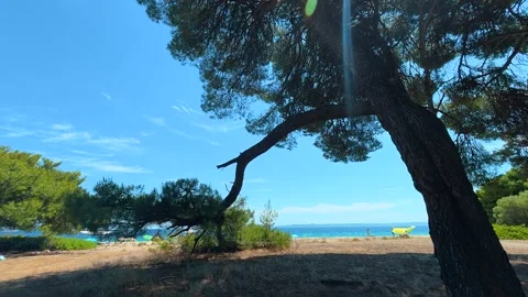 Sunlight filters through pine branches. Lagomandra, Greece Stockbeeldmateriaal 339024163