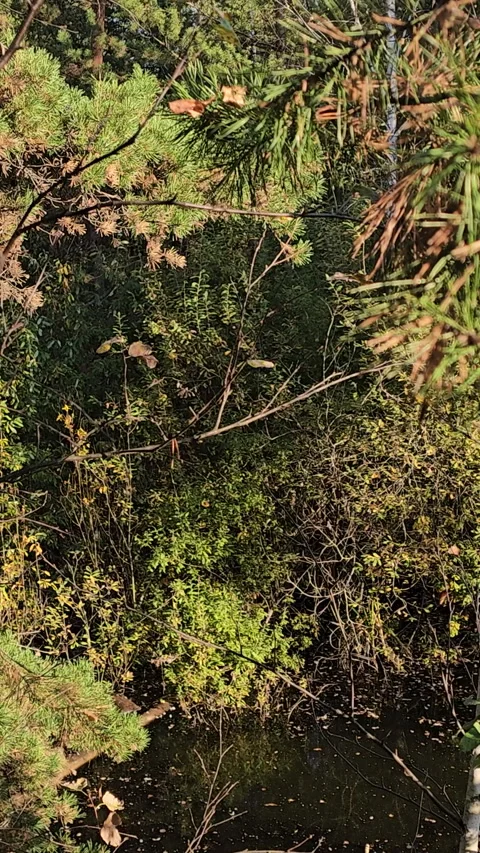 Sunlight filters through pine branches Stock-Footage 347696243