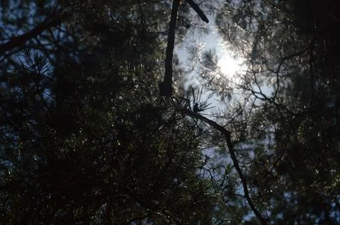 Sunlight filters through pine branches in a serene forest during mid-afternoon Stock Photos