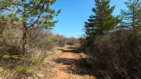 Sunlight filters through pine trees. Balkan, Eastern Europe, POV Video stock 331780387