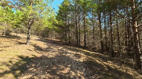 Sunlight filters through pine trees. Balkan, Eastern Europe, POV Video stock 331782000