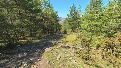 Sunlight filters through pine trees. Balkan, Eastern Europe, POV Video stock 333442078