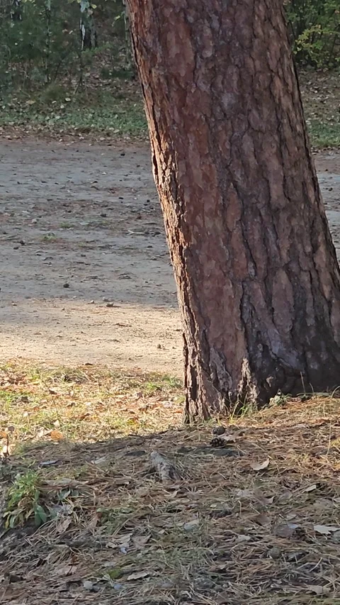 Sunlight filters through pine trees Stockbeeldmateriaal 347674141