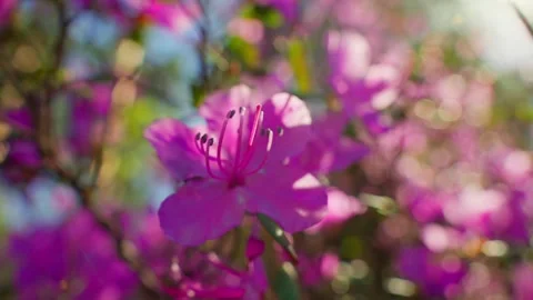 Sunlight filters through pink azalea blossoms in shallow depth of field Stock Footage 331997784