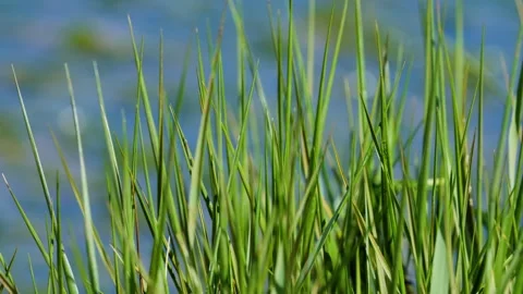 Sunlight filters through sharp green grass in a peaceful natural setting. Video stock 307236680