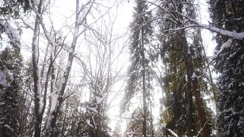 Sunlight filters through snowy trees in a winter forest Vidéo 265010971