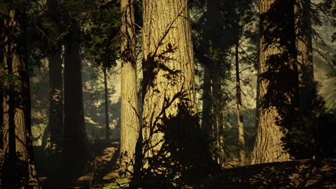 Sunlight filters through. Sun rays break through lush tree cover with haze Stock Footage 340348858
