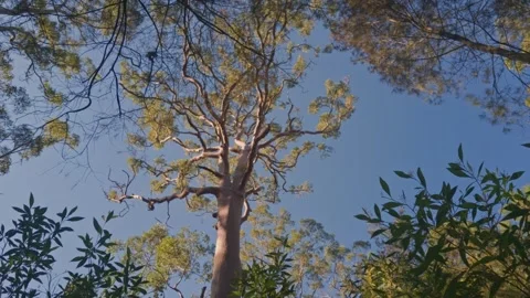 Sunlight filters through tall, ancient tree branches Stock Footage 345261875