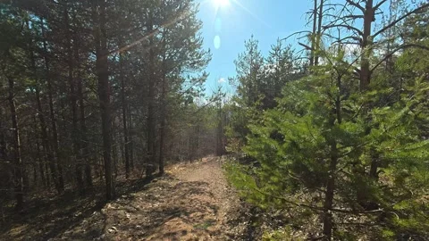 Sunlight filters through tall, bare trees. Kozji Kamen Viewpoint Видео 331873434