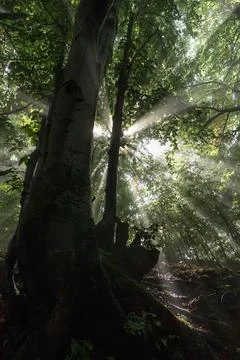 Sunlight filters through tall beech trees in a serene Carpathian forest, capt Stock Photos