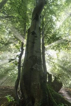 Sunlight filters through tall beech trees in a serene Carpathian forest, capt Stock Photos