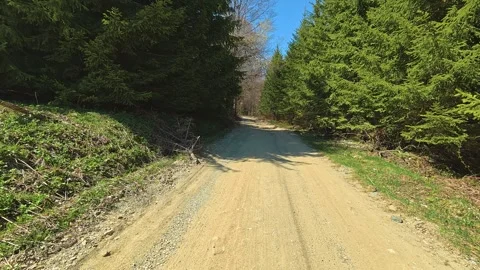 Sunlight filters through tall evergreen trees. Balkan, Eastern Europe, POV Stock Footage 333443053