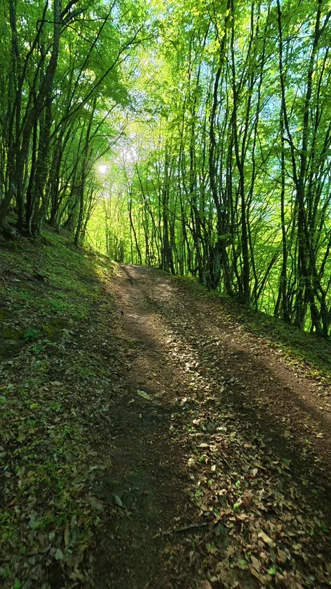 Sunlight filters through tall, green trees. Ovcar Kablar Gorge, Serbia. Vertical 스톡 동영상 334227745