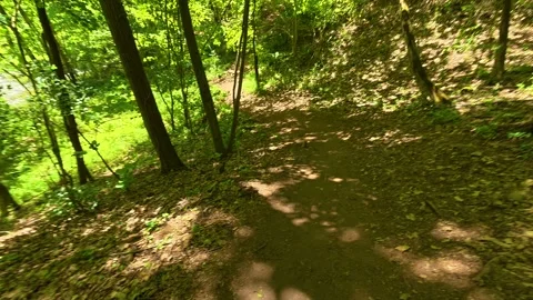 Sunlight filters through tall green trees. Gradac River, Serbia Stock Footage 335072999