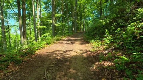 Sunlight filters through tall green trees. Jastrebac Mountain, Serbia. Stock Footage 336023281