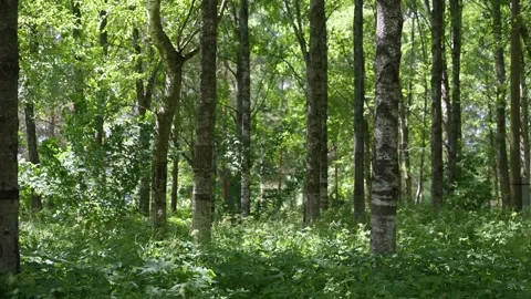 Sunlight filters through tall green trees. Forest floor is covered in lush .. Stock Footage 340039946