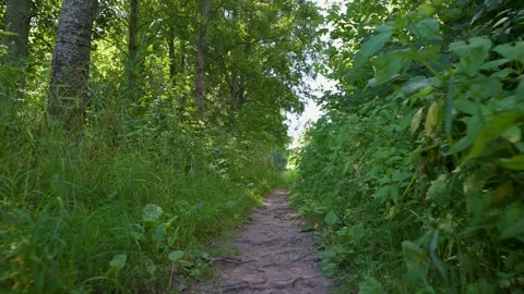 Sunlight filters through tall green trees. Dirt path winds through dense un.. Stock Footage 340040816