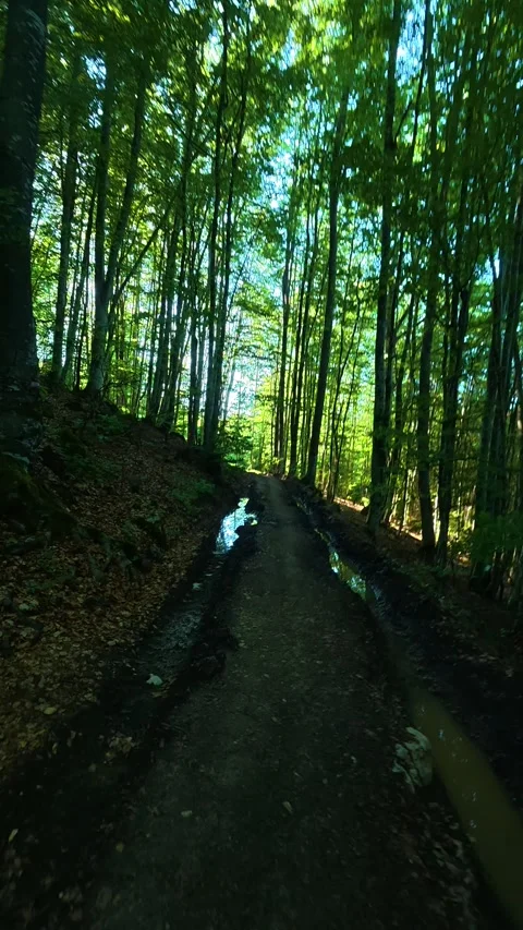 Sunlight filters through tall green trees. Kozji Kamen hiking path, Serbia Vídeo Stock 342342975
